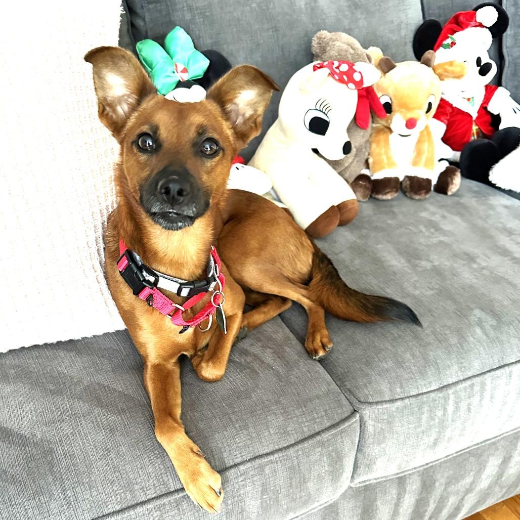 Daisy — thumbnail 4