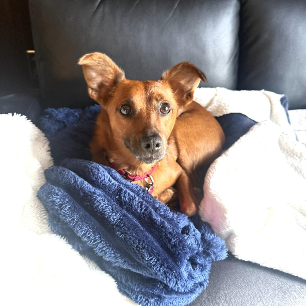 Enlarge Daisy, a Adoptable mixed breed in Chantilly, VA image 4/6