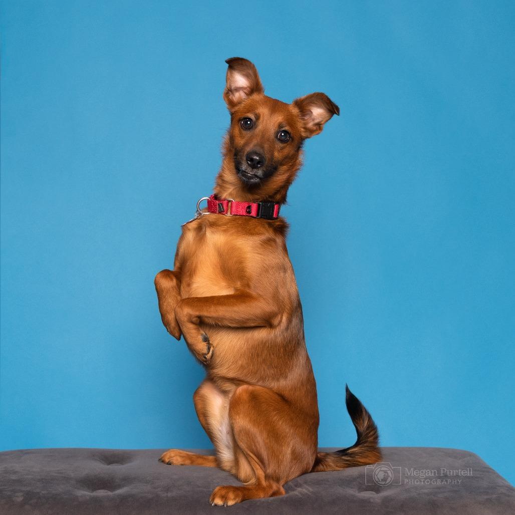 Enlarge Daisy, a Adoptable mixed breed in Chantilly, VA image 5/6