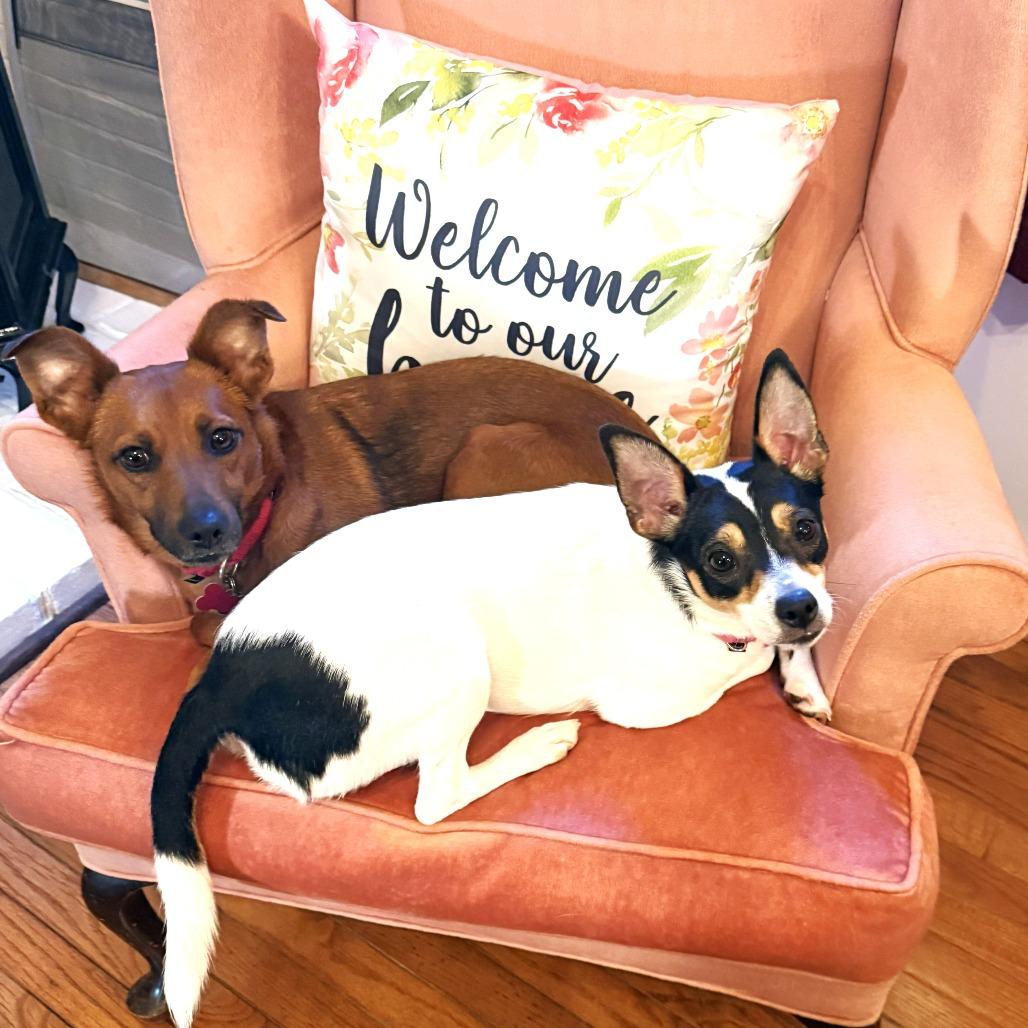 Enlarge Daisy, a Adoptable mixed breed in Chantilly, VA image 6/6