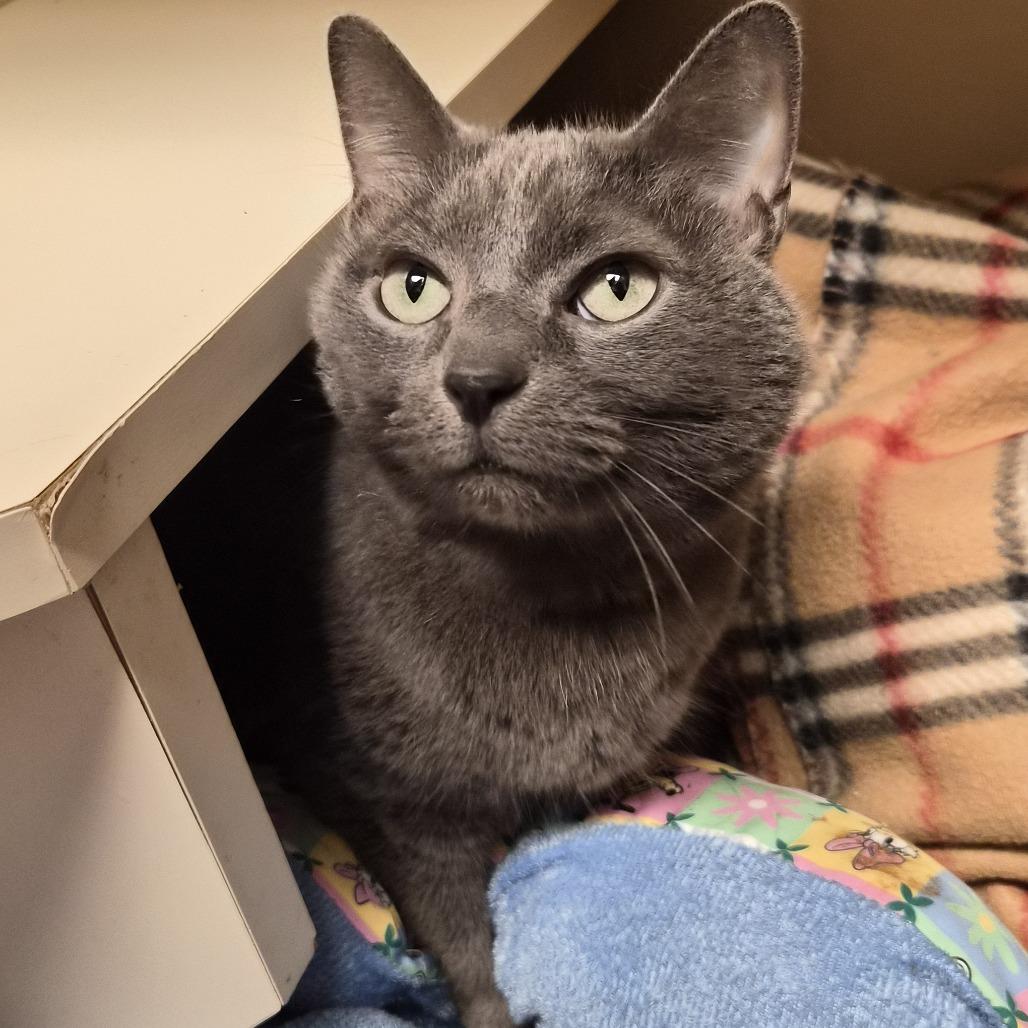 Jada, Adoptable, Adult Female Russian Blue.