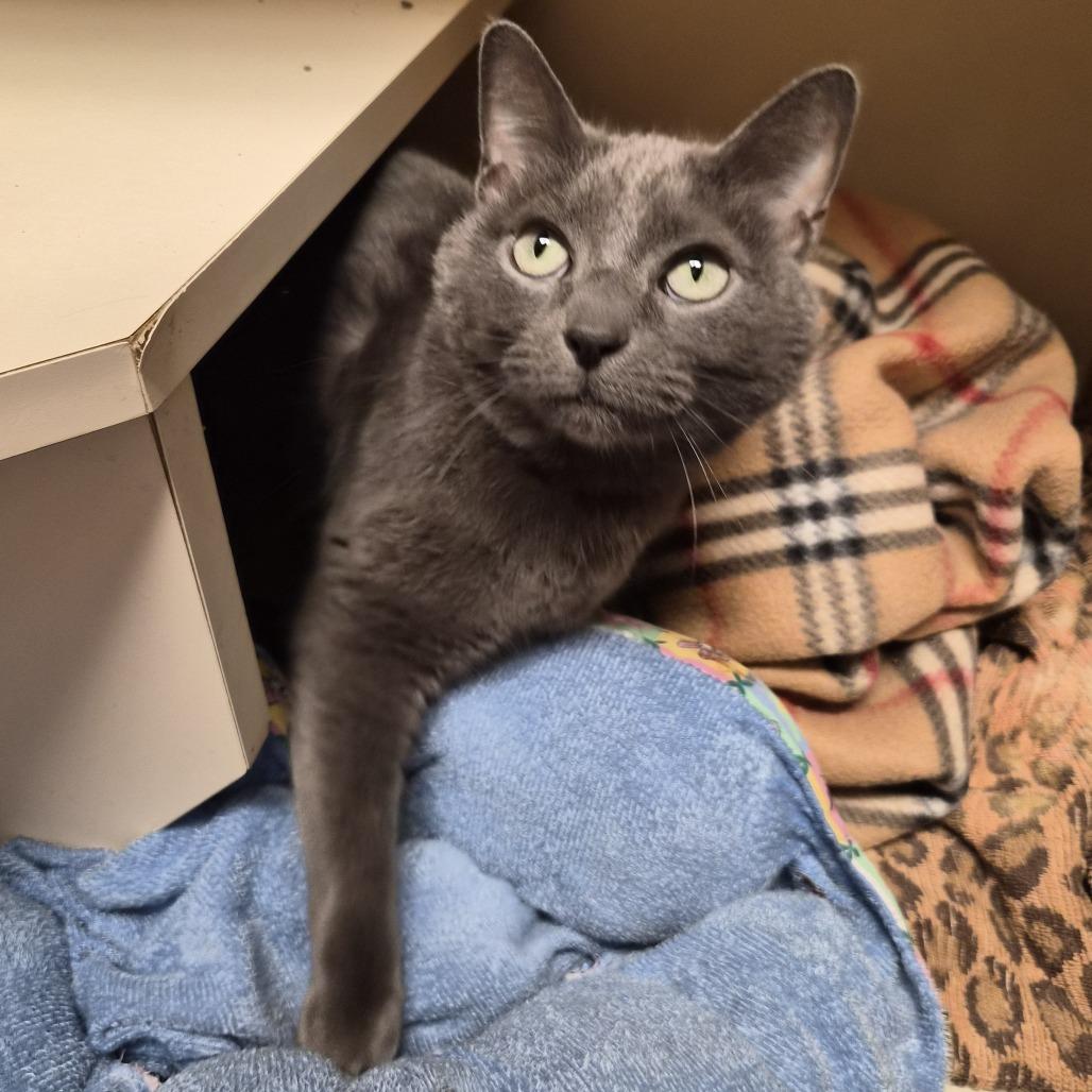 Enlarge Jada, a Adoptable Russian Blue in South Elgin, IL image 2/4