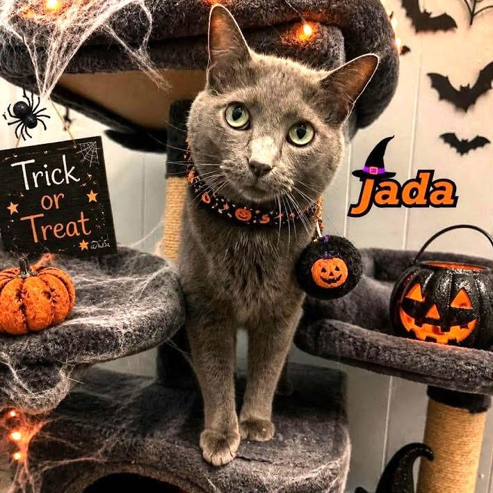 Enlarge Jada, a Adoptable Russian Blue in South Elgin, IL image 3/4