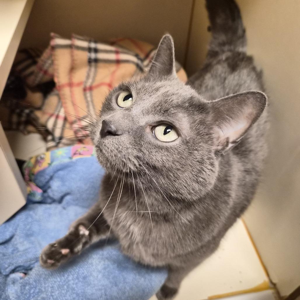 Enlarge Jada, a Adoptable Russian Blue in South Elgin, IL image 4/4