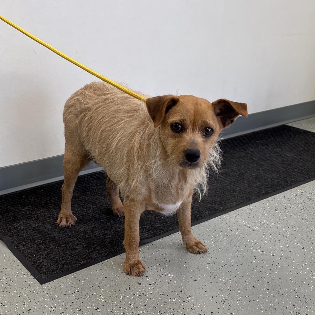 Lady May, Adoptable, Adult Female Mixed Breed & Mixed Breed.