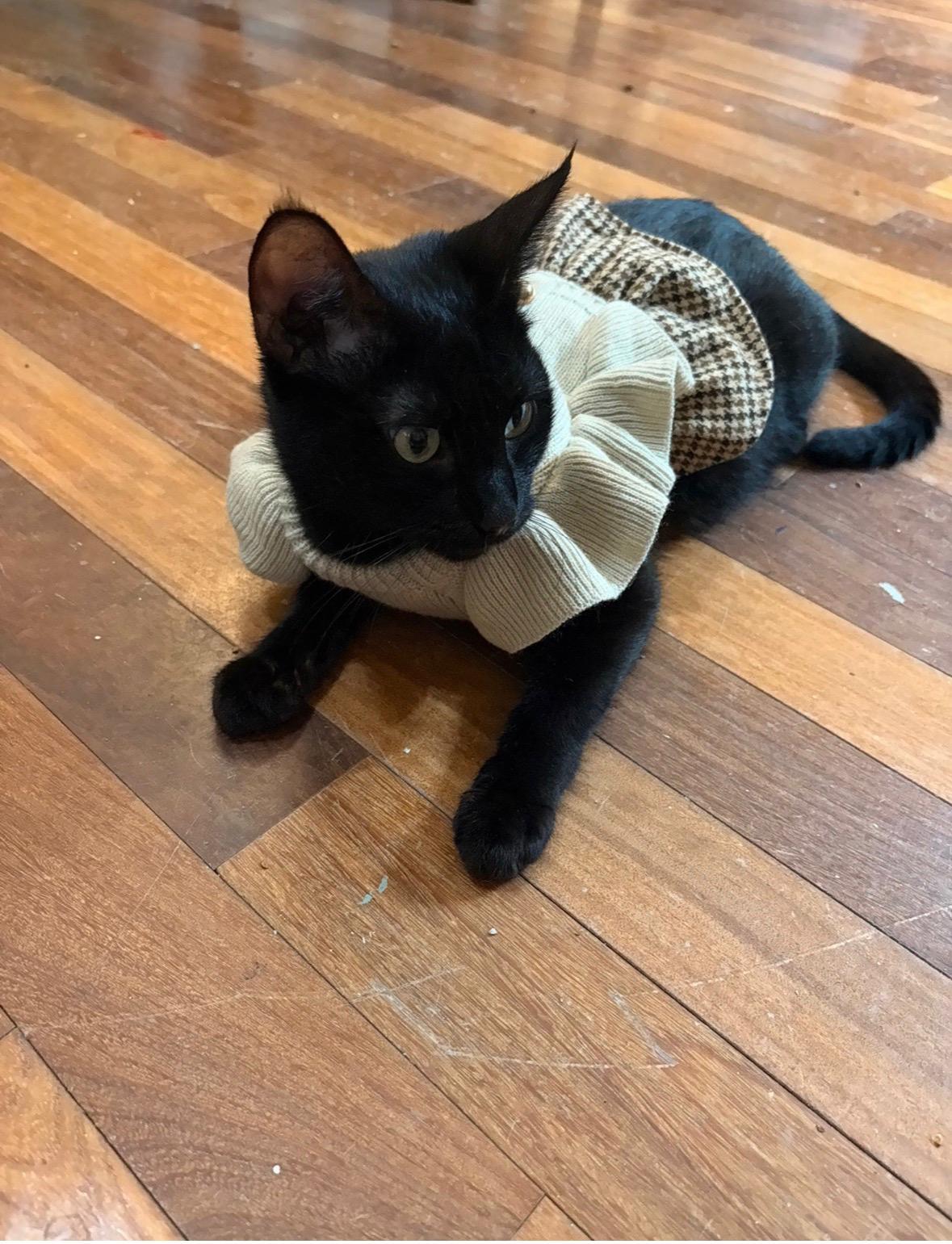 Enlarge Chelsea , a ADOPTABLE Domestic Short Hair in New Britain, CT image 2/4