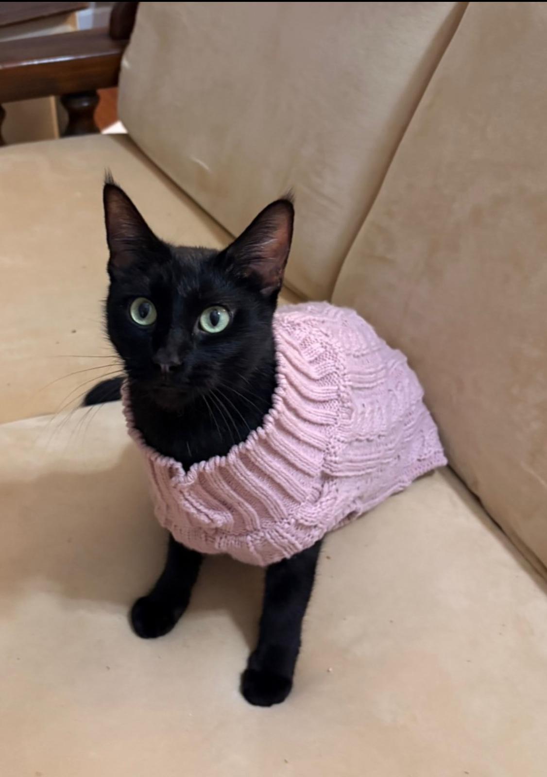 Enlarge Chelsea , a ADOPTABLE Domestic Short Hair in New Britain, CT image 3/4