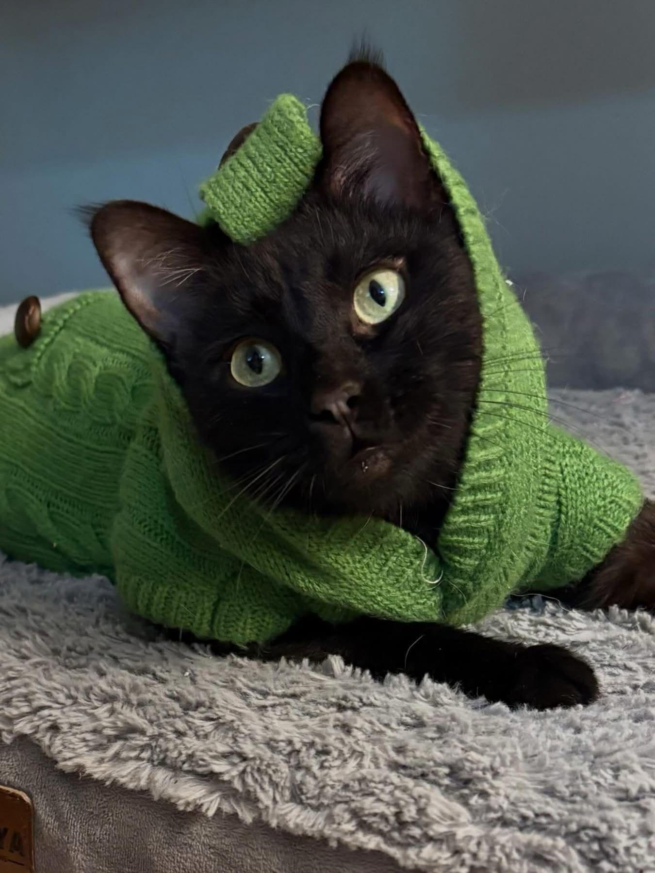 Chelsea , ADOPTABLE, Adult Female Domestic Short Hair.