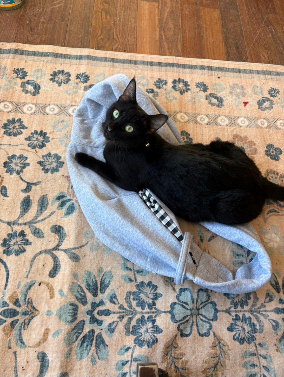 Enlarge Chelsea , a ADOPTABLE Domestic Short Hair in New Britain, CT image 4/4