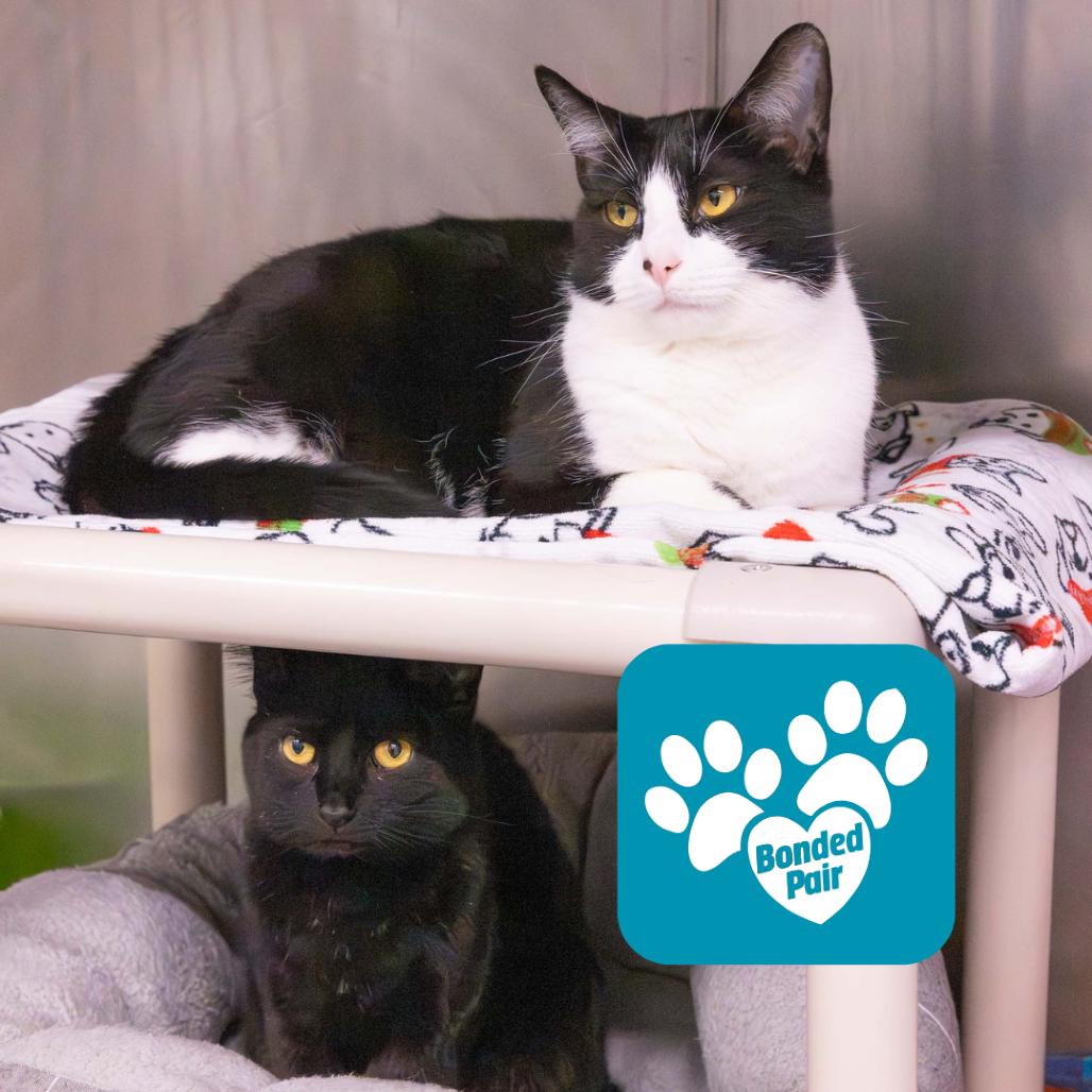 Leo, Adoptable, Adult Male Domestic Short Hair.