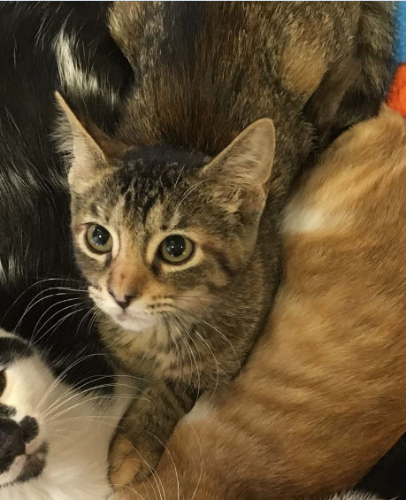 Bindi, a Adoptable mixed breed in Omaha, NE image 1/3