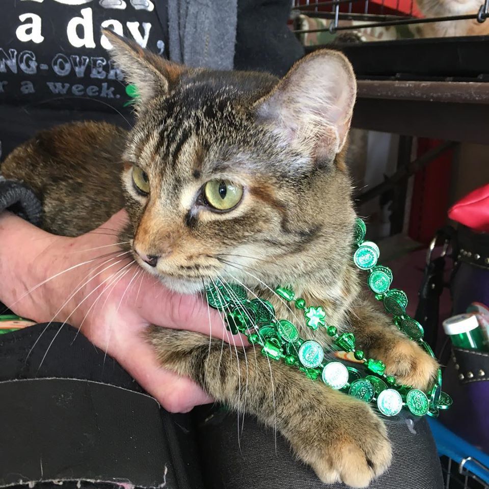 Bindi, Adult Female unknown