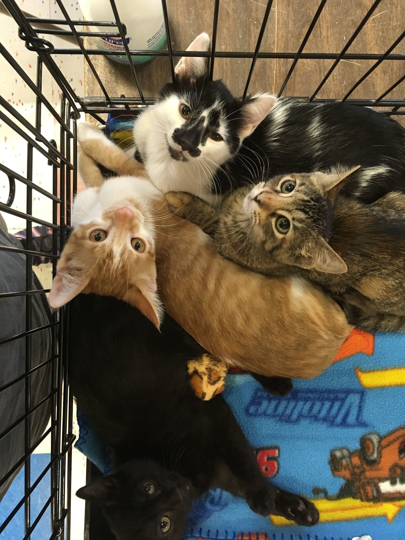 Bindi, a Adoptable mixed breed in Omaha, NE image 3/3