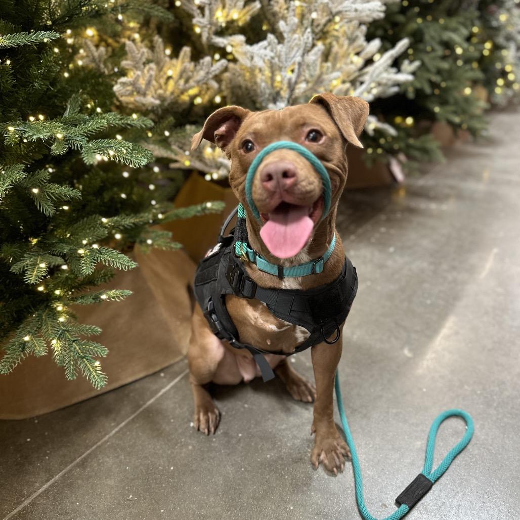 Enlarge Nemo, a Adoptable Pit Bull Terrier in Dallas, TX image 1/6