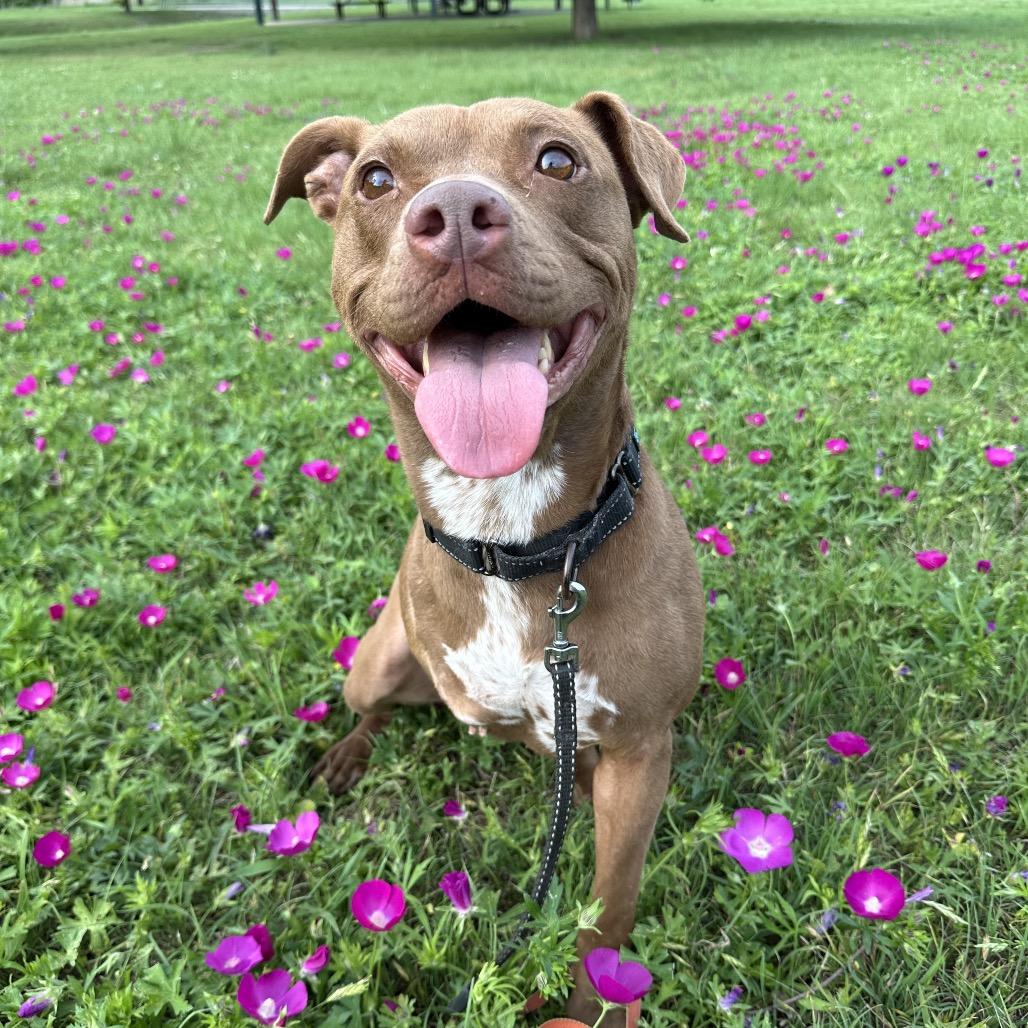Enlarge Nemo, a Adoptable Pit Bull Terrier in Dallas, TX image 2/6