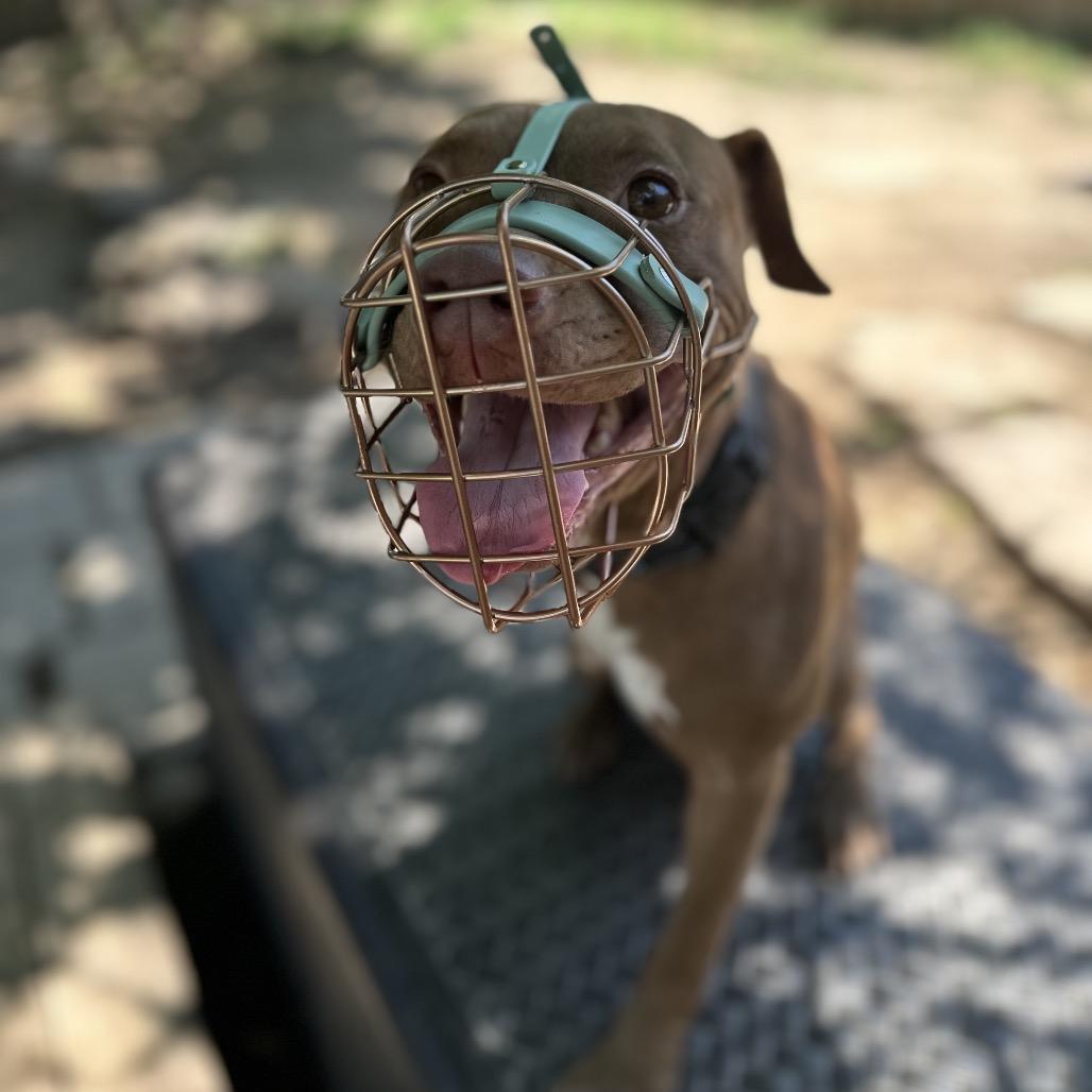 Enlarge Nemo, a Adoptable Pit Bull Terrier in Dallas, TX image 3/6