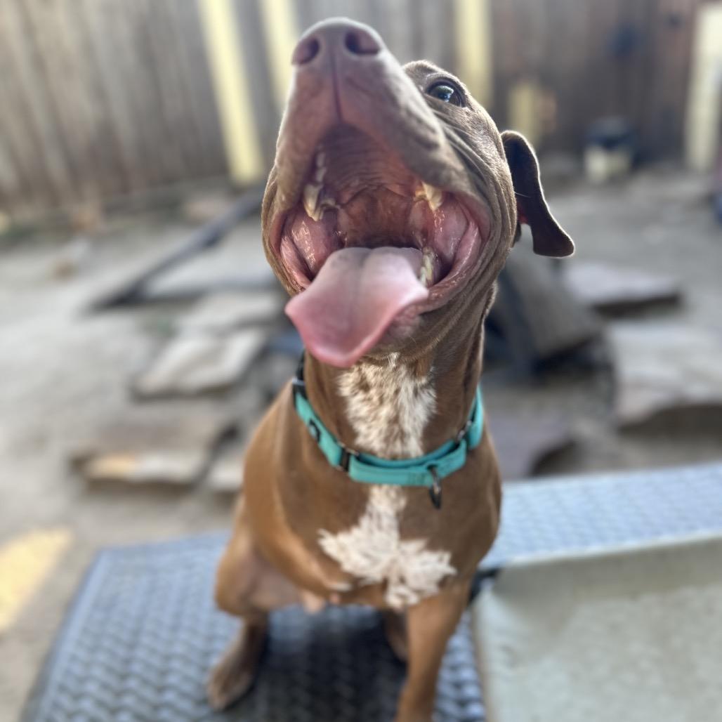 Enlarge Nemo, a Adoptable Pit Bull Terrier in Dallas, TX image 4/6