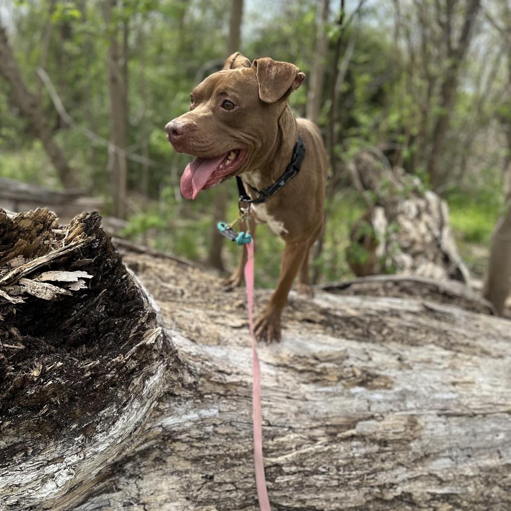 Enlarge Nemo, a Adoptable Pit Bull Terrier in Dallas, TX image 5/6