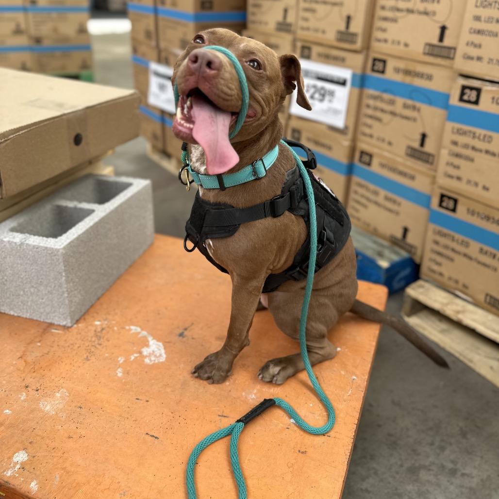 Enlarge Nemo, a Adoptable Pit Bull Terrier in Dallas, TX image 6/6