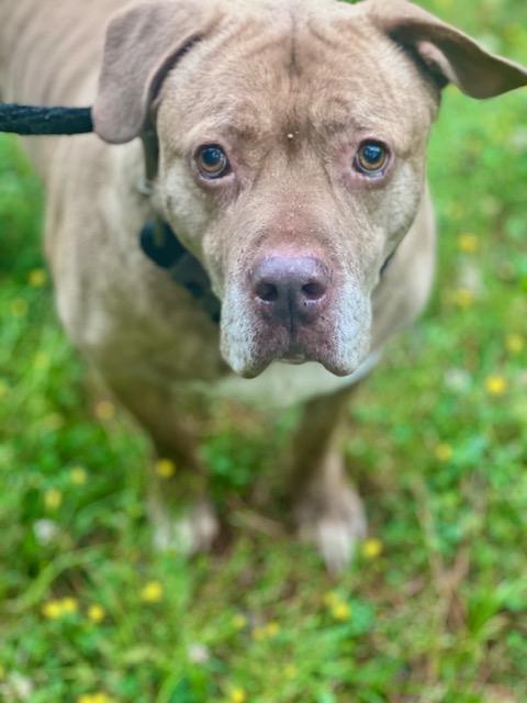 Enlarge Boulder, a Adoptable mixed breed in Rock HIll, SC image 3/5