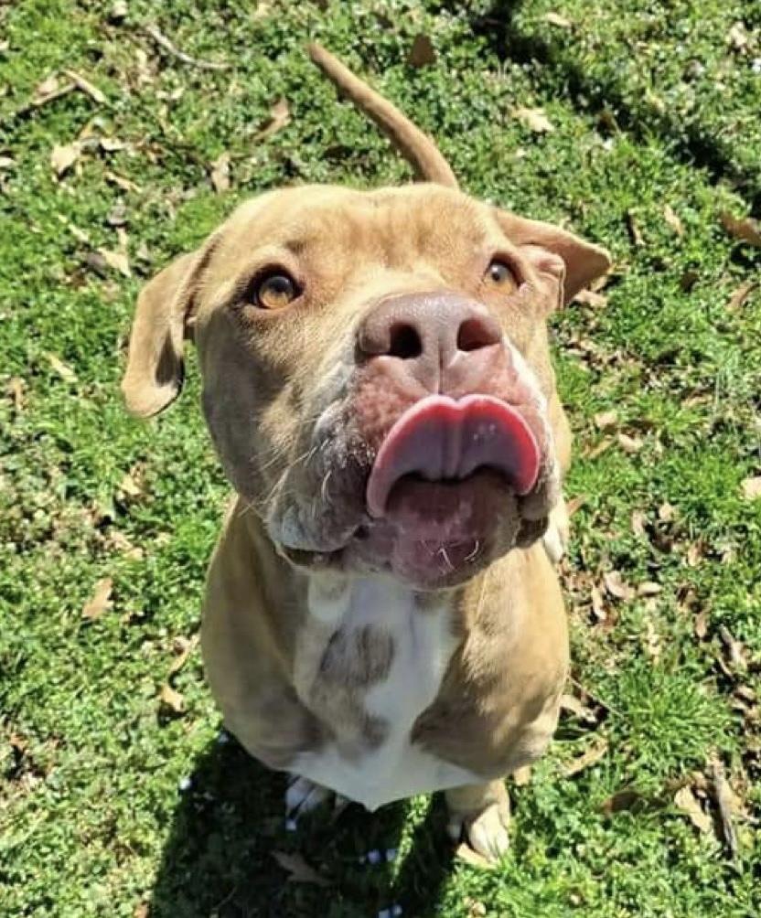 Enlarge Boulder, a Adoptable mixed breed in Rock HIll, SC image 2/5