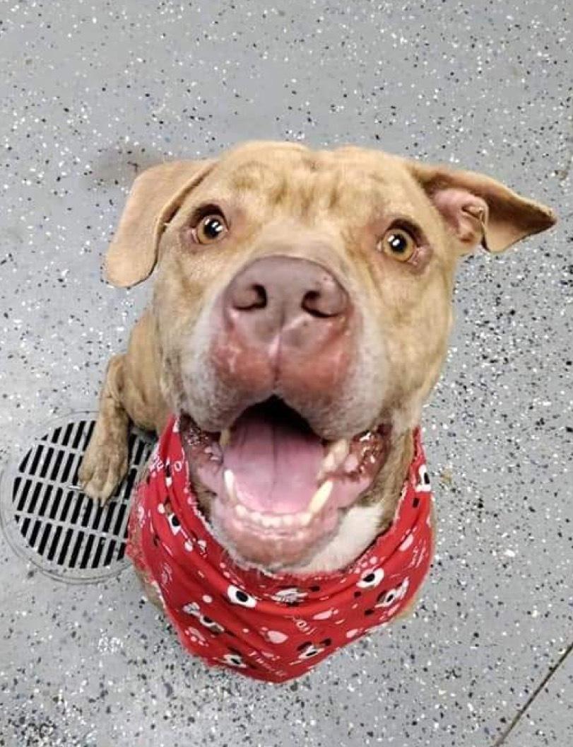 Enlarge Boulder, a Adoptable mixed breed in Rock HIll, SC image 4/5