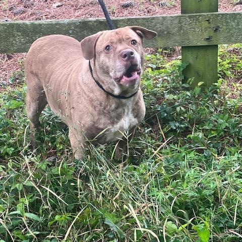 Enlarge Boulder, a Adoptable mixed breed in Rock HIll, SC image 5/5