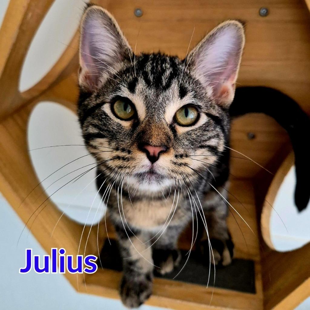 Julius, Adopted, Kitten Male Domestic Short Hair.