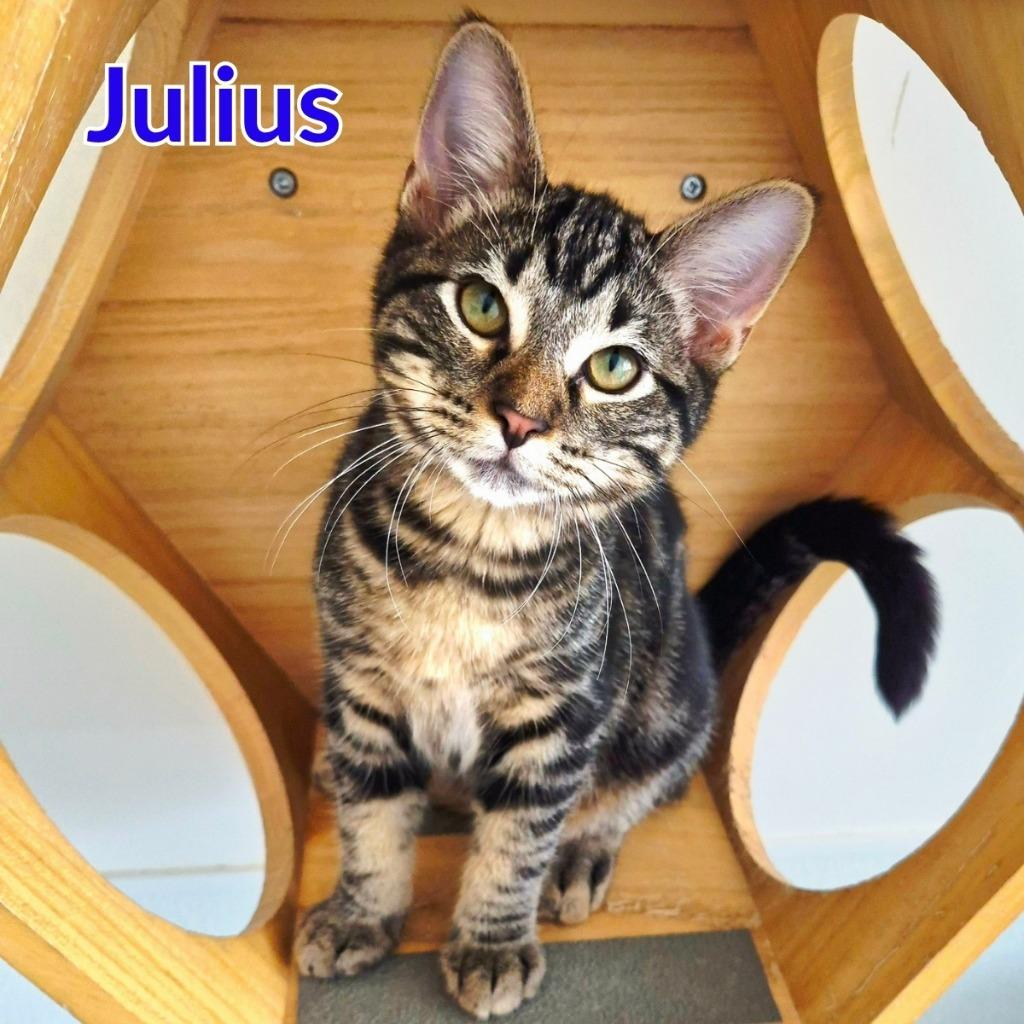 Enlarge Julius, a Adopted mixed breed in North Saint Paul, MN image 2/4