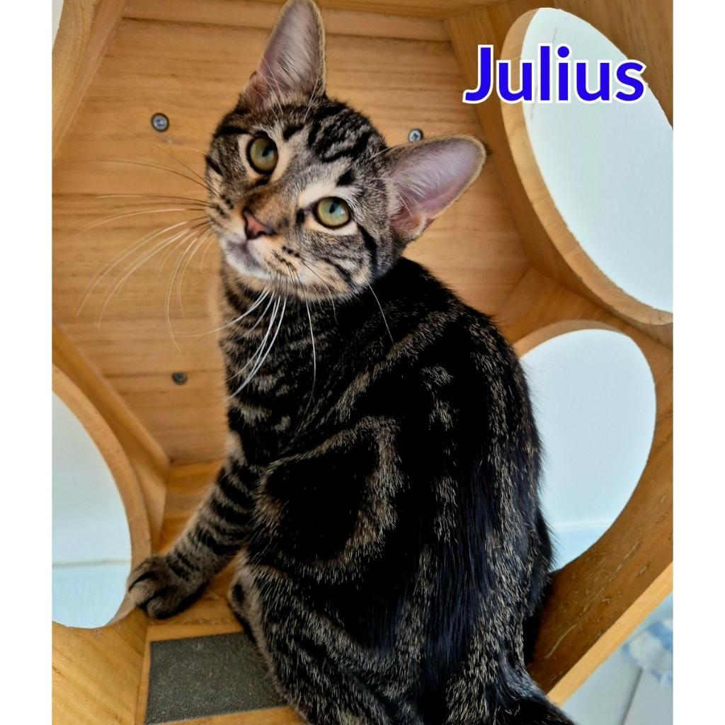 Enlarge Julius, a Adopted mixed breed in North Saint Paul, MN image 3/4