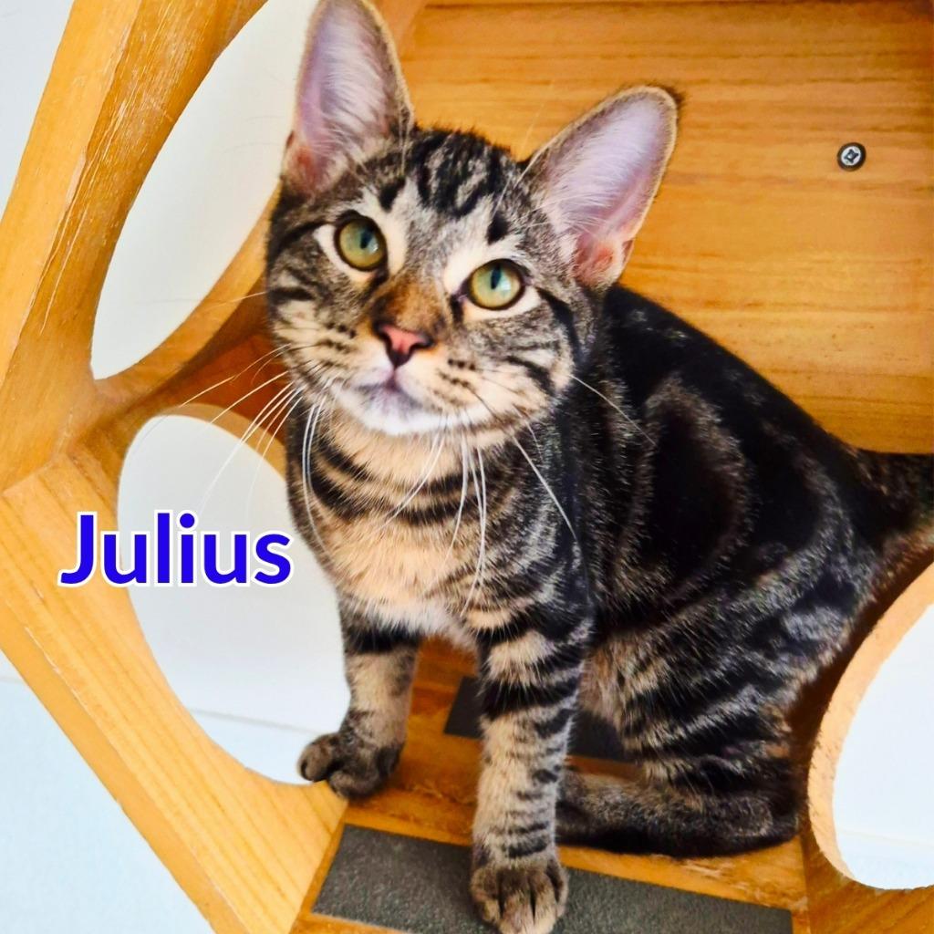Enlarge Julius, a Adopted mixed breed in North Saint Paul, MN image 4/4