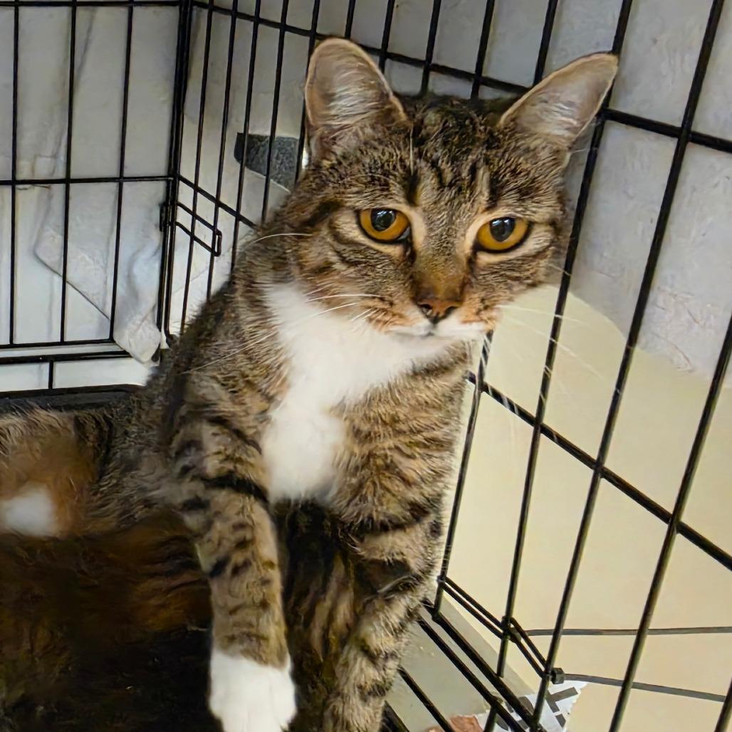 Dutchess, Adoptable, Adult Female Domestic Short Hair.