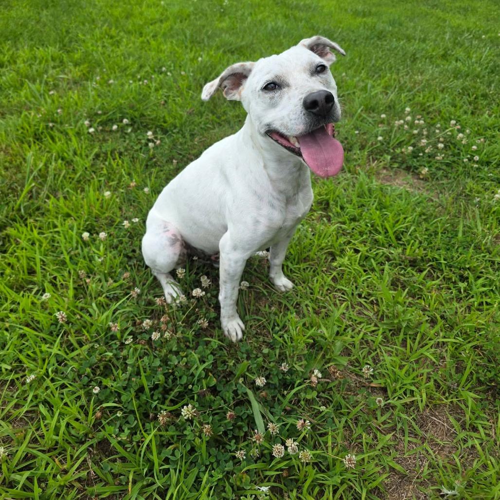 Asteroids, a Adoptable Mixed Breed in Jackson, MO image 1/6