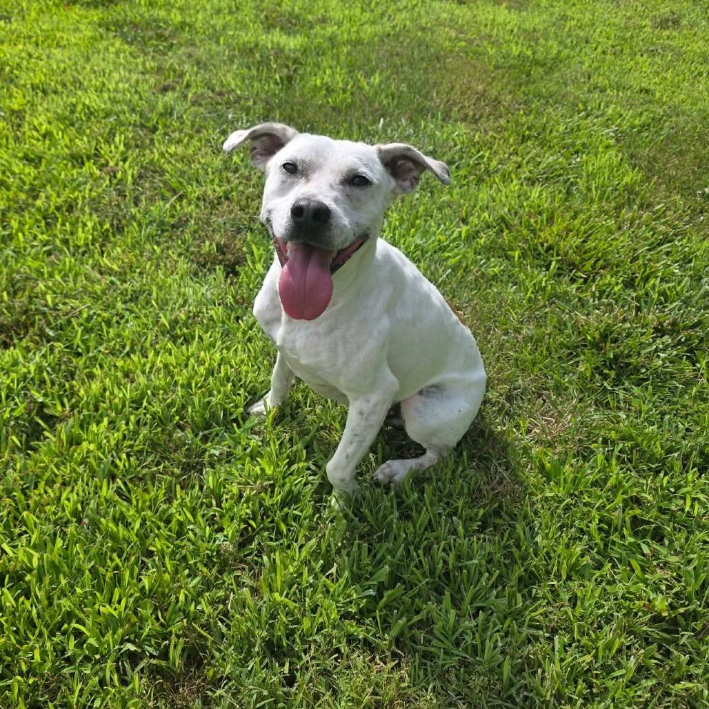 Asteroids, a Adoptable Mixed Breed in Jackson, MO image 3/6