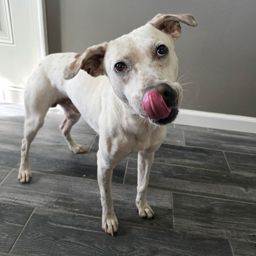 Asteroids, a Adoptable Mixed Breed in Jackson, MO image 6/6