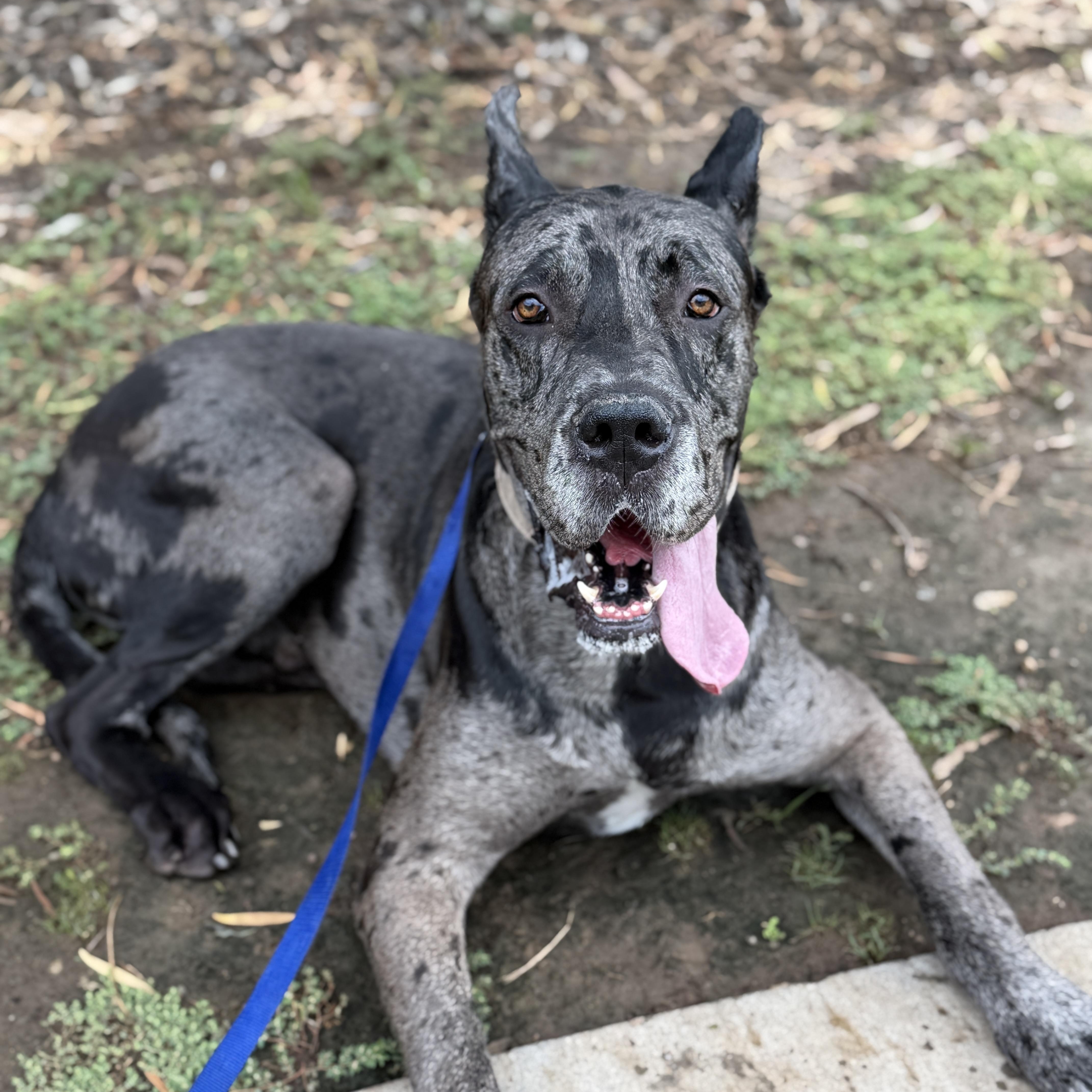 Enlarge Zeus, a Adoptable Great Dane in San Diego, CA image 1/2