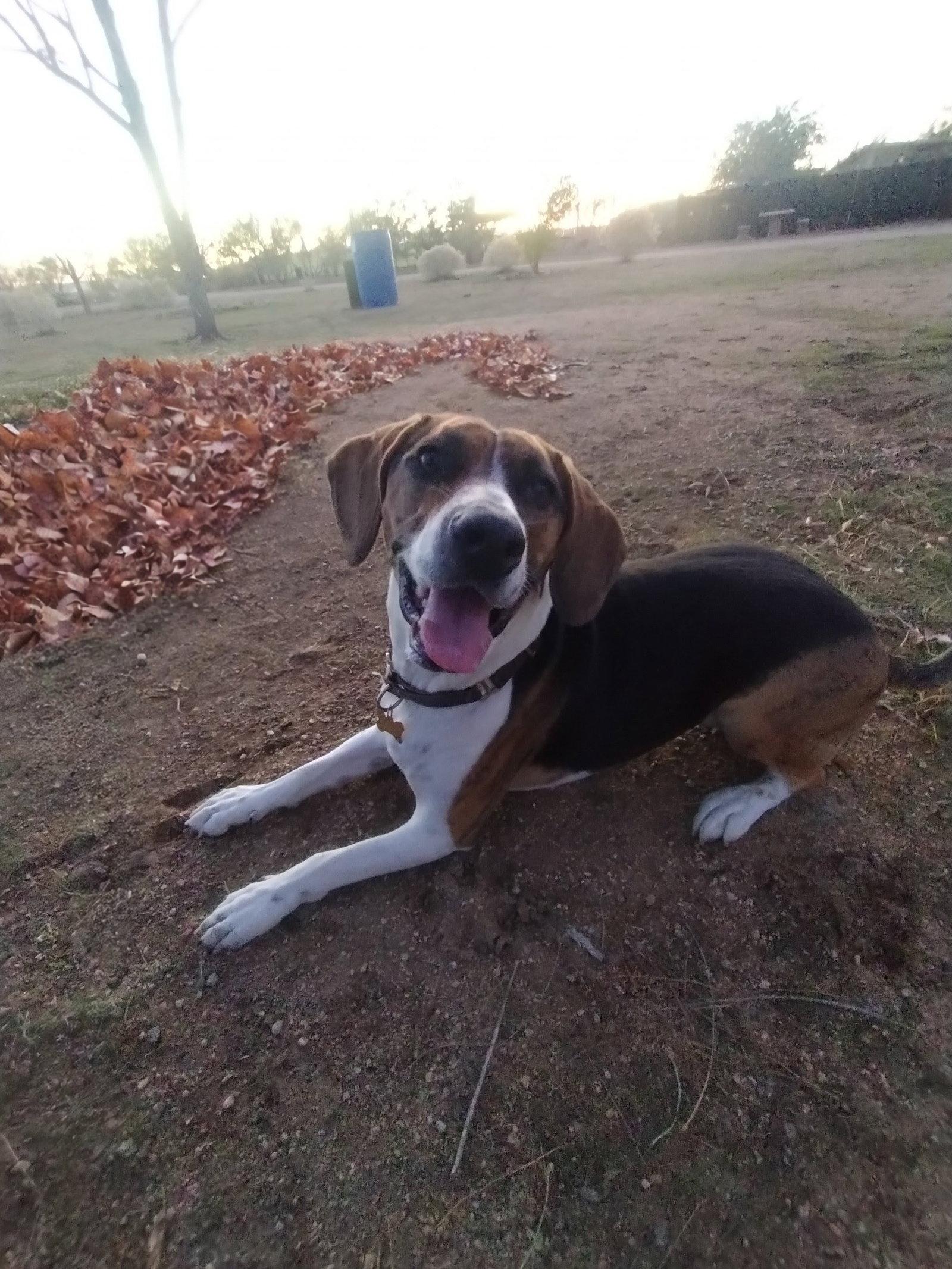 Honey, Adopted, Young Female Beagle & Treeing Walker Coonhound.