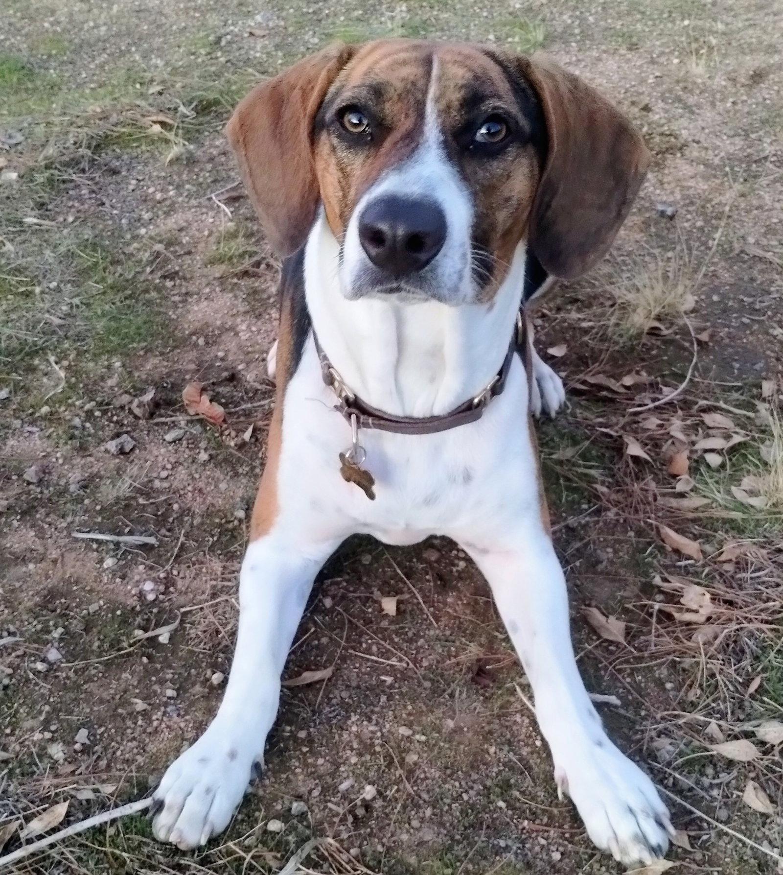 Enlarge Honey, a Adopted mixed breed in Apple Valley, CA image 2/3