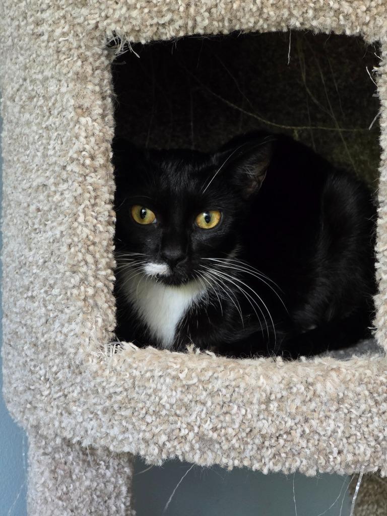 Squirrel, Adoptable, Young Female Domestic Short Hair.