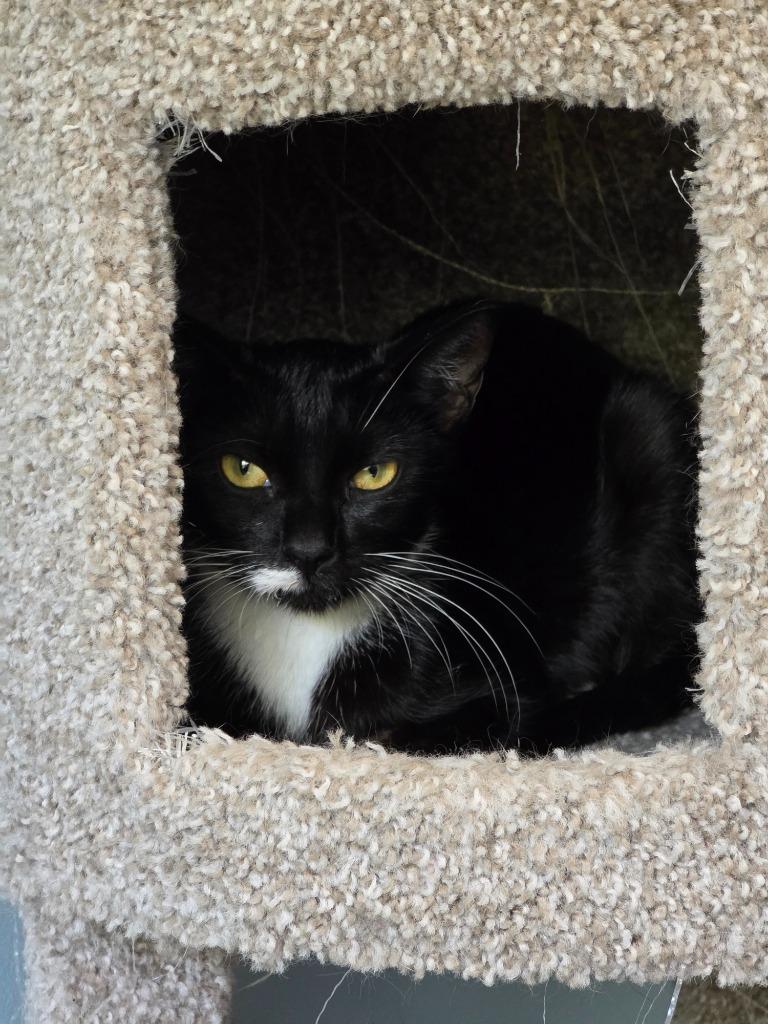 Squirrel, a Adoptable mixed breed in Buford, GA image 2/6