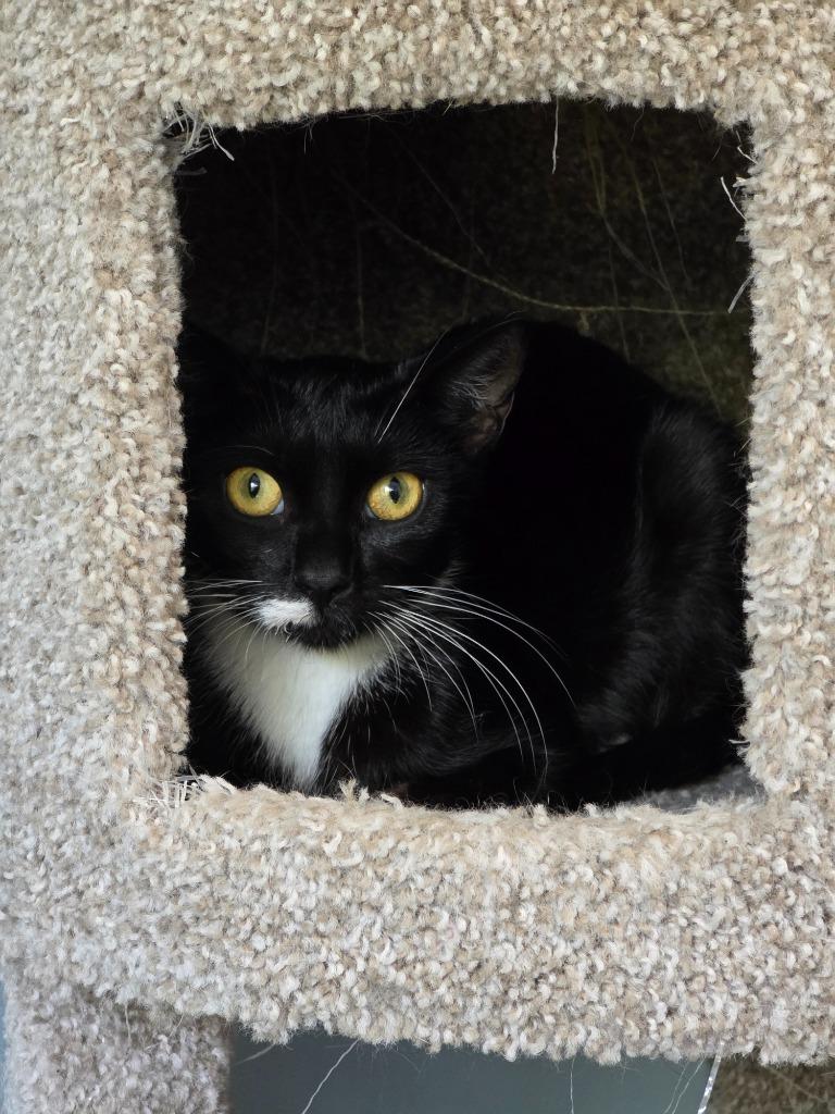Squirrel, a Adoptable mixed breed in Buford, GA image 4/6