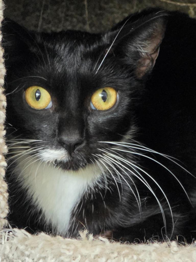 Squirrel, a Adoptable mixed breed in Buford, GA image 6/6