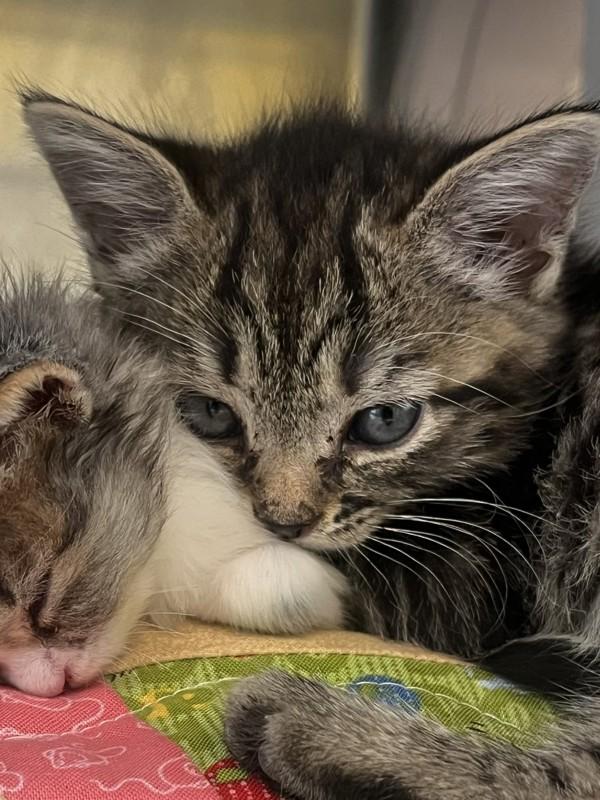 Biscuit, Adoptable, Kitten Female Domestic Short Hair.