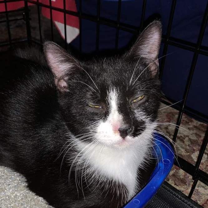 Enlarge Marlena, a Adoptable Tuxedo in Hawley, PA image 1/3