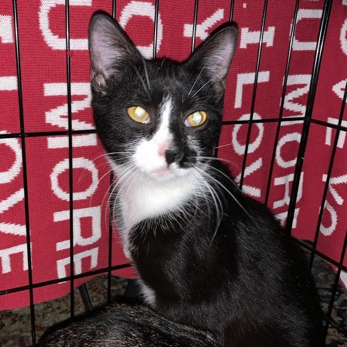 Enlarge Marlena, a Adoptable Tuxedo in Hawley, PA image 2/3
