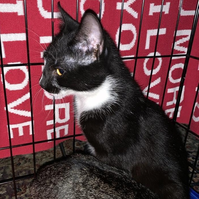 Enlarge Marlena, a Adoptable Tuxedo in Hawley, PA image 3/3