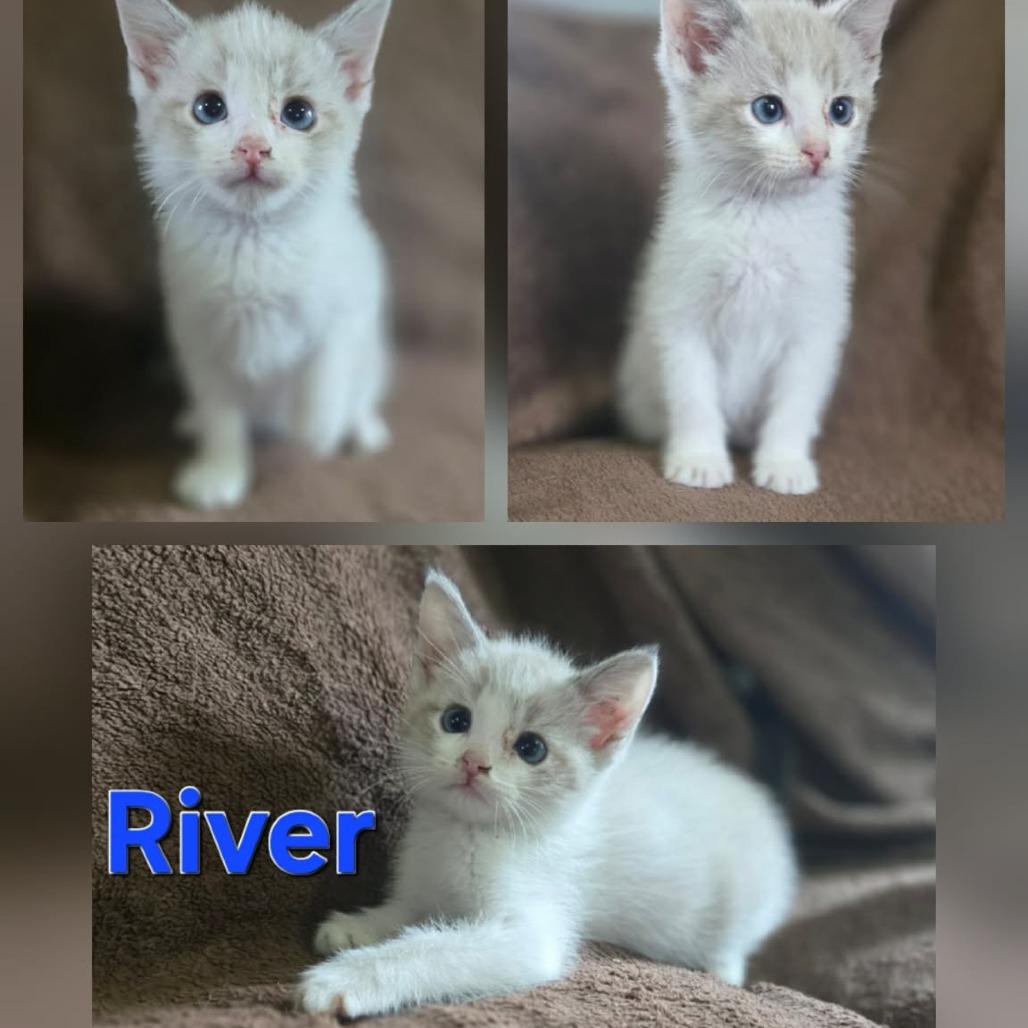 Enlarge River, a Adoptable mixed breed in Coralville, IA image 1/3
