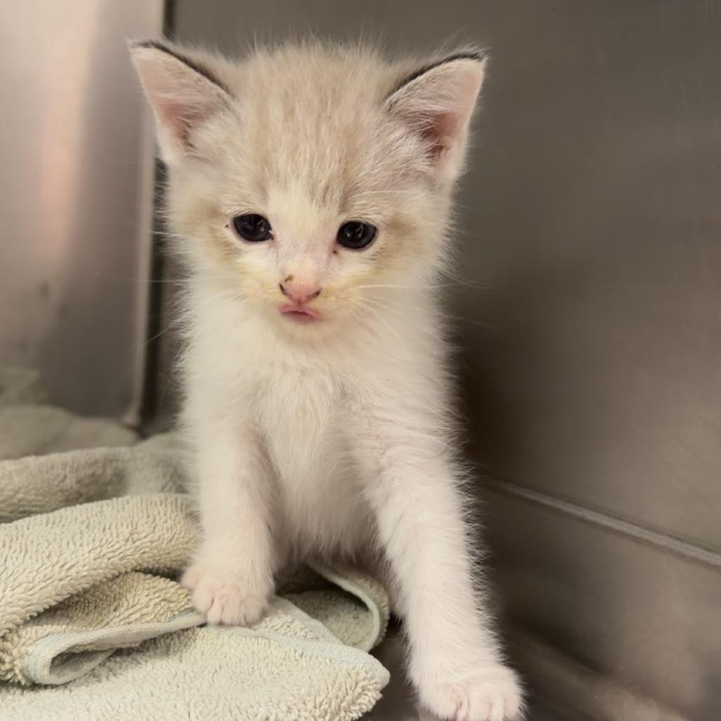 Enlarge River, a Adoptable mixed breed in Coralville, IA image 2/3