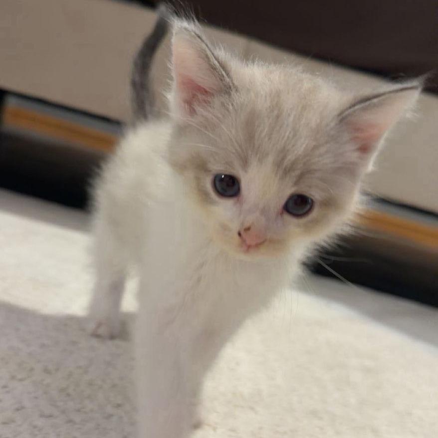 Enlarge River, a Adoptable mixed breed in Coralville, IA image 3/3
