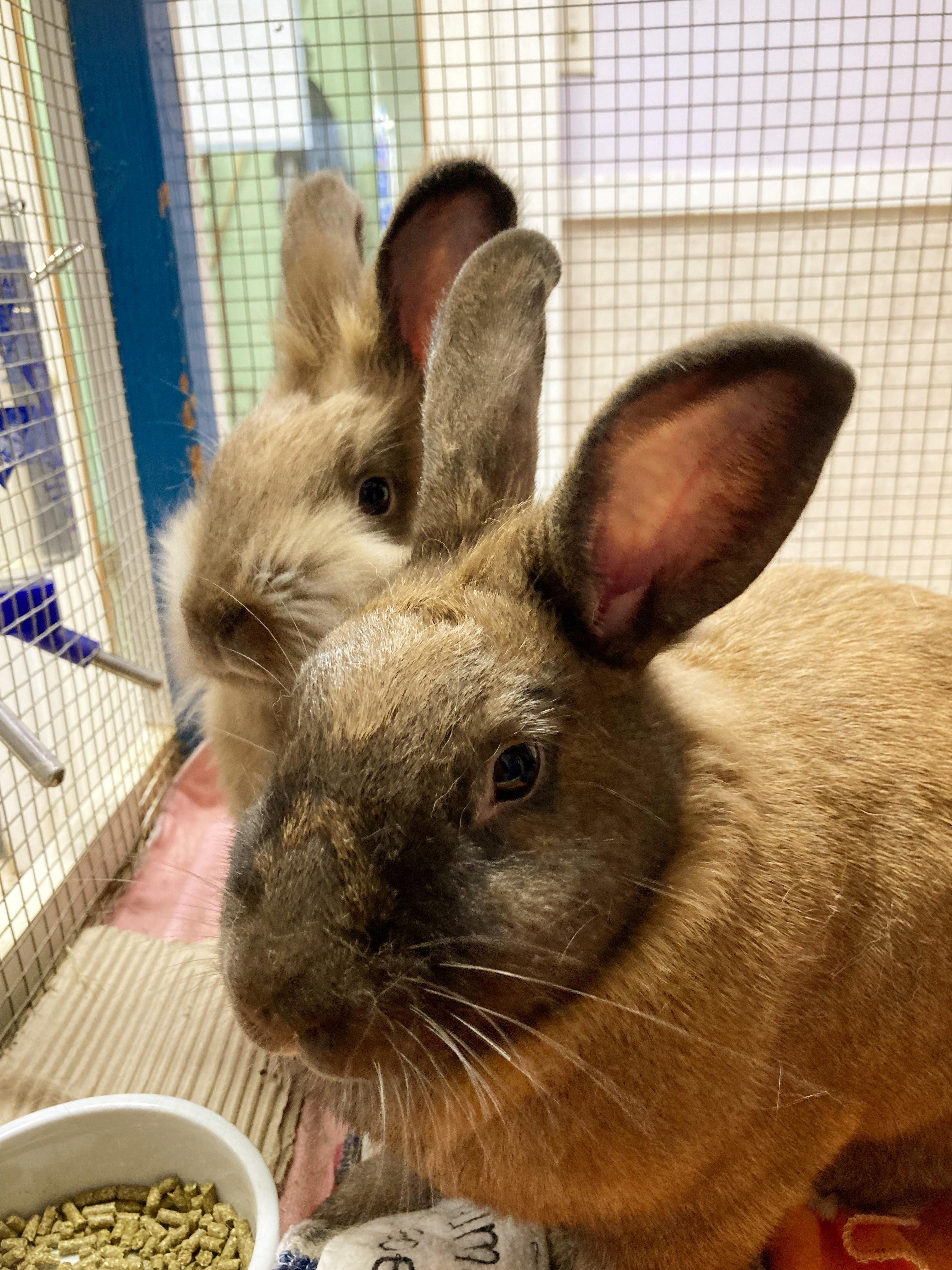 Thumbelina and Harriet, Adoptable, Adult Female Lionhead.